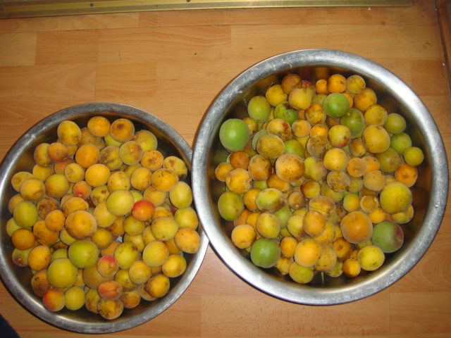dsc03833.jpg