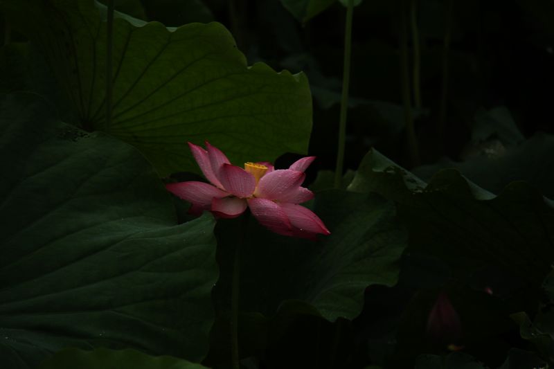neo_img_img_0879.jpg