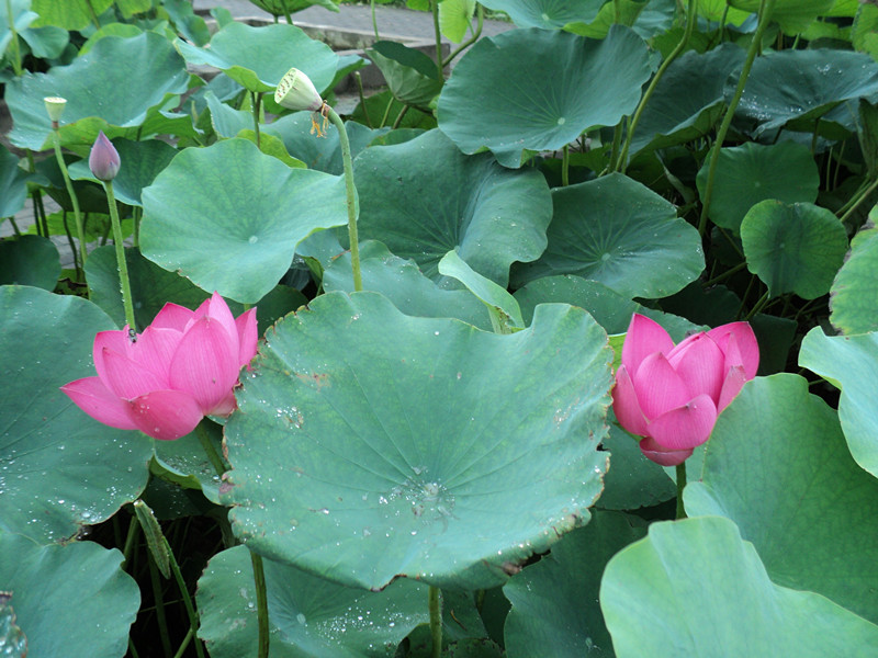 dsc04505_.jpg