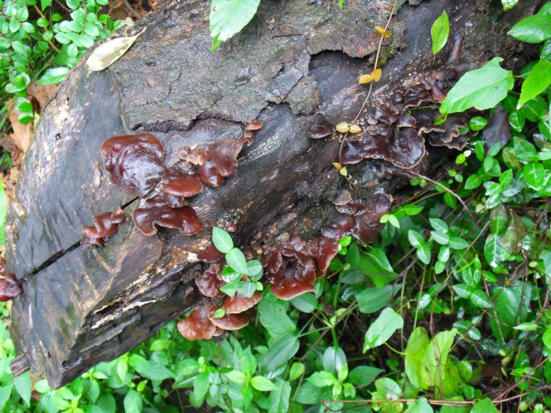 sdc10041.jpg