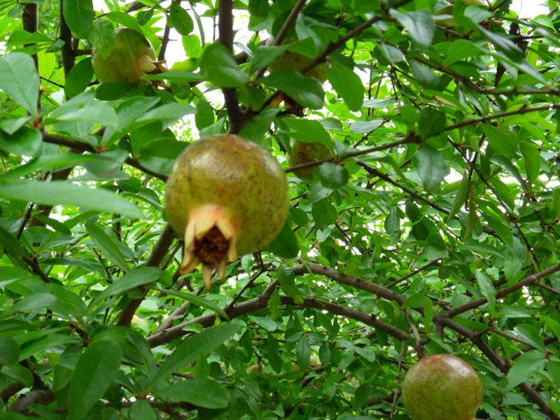 sdc10054.jpg