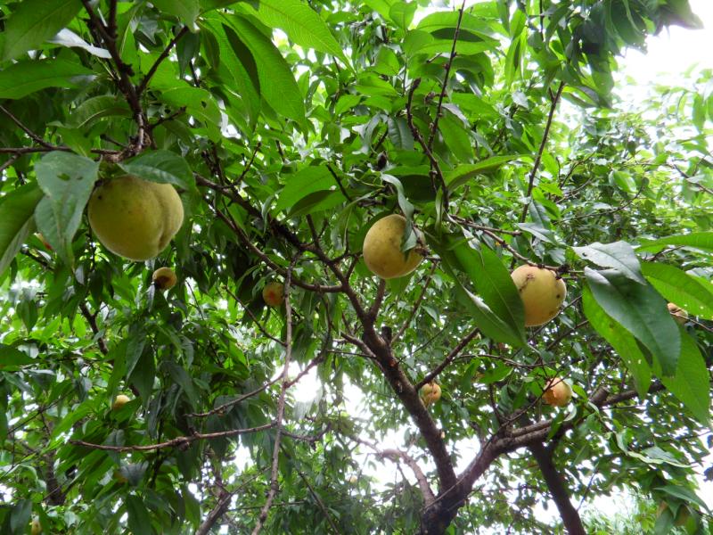 sdc10057.jpg