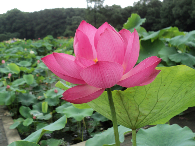 dsc04500_.jpg