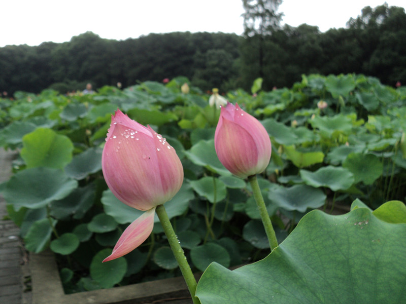 dsc04501_.jpg