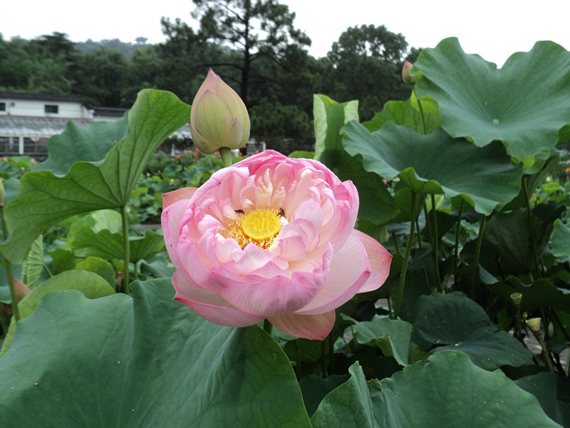 dsc04508_.jpg
