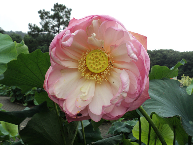 dsc04509_.jpg
