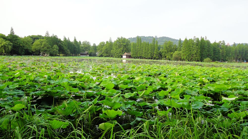 neo_img_dsc03264.jpg