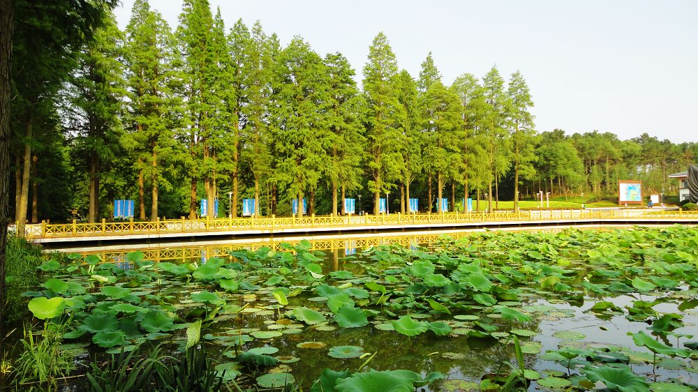 neo_img_dsc03283.jpg
