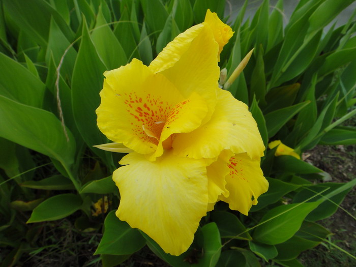 dsc00373.jpg