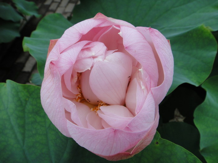 dsc00378.jpg