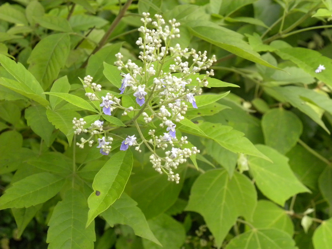 Ƭ 096.jpg