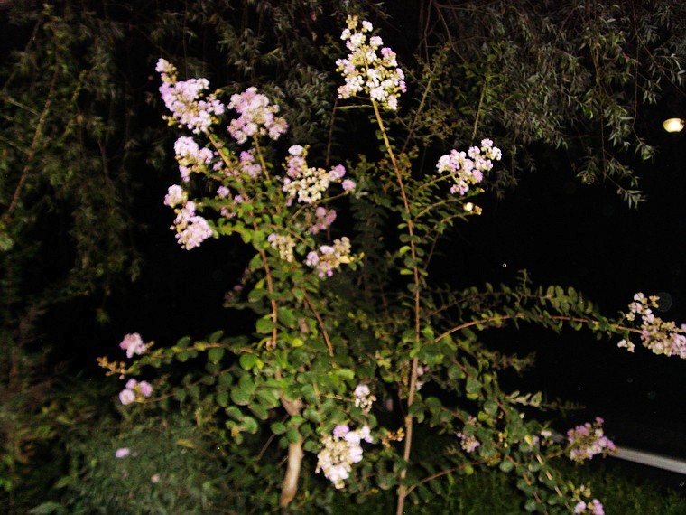 s73f2459.jpg