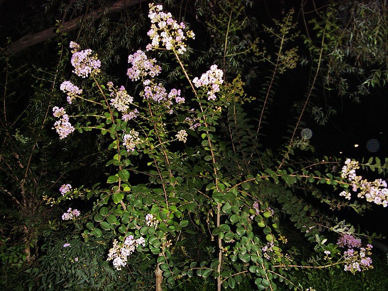 s73f2457.jpg