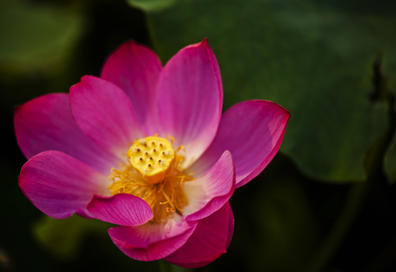 dsc_6911a.jpg