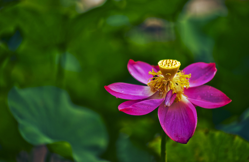 dsc_6921a.jpg