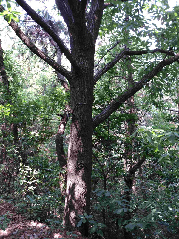 dsc04071_.jpg