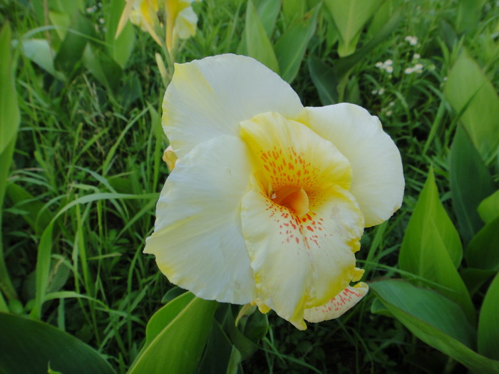 dsc00426.jpg