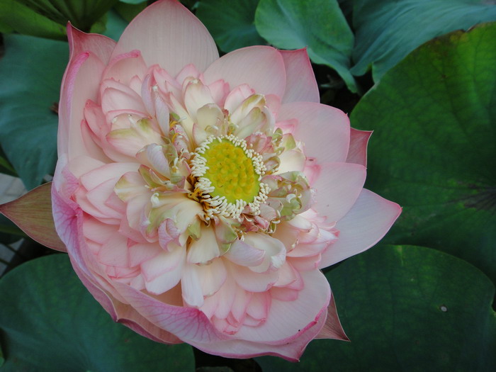 dsc00427.jpg