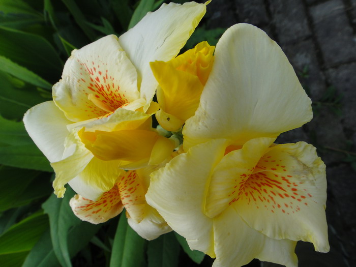 dsc00446.jpg