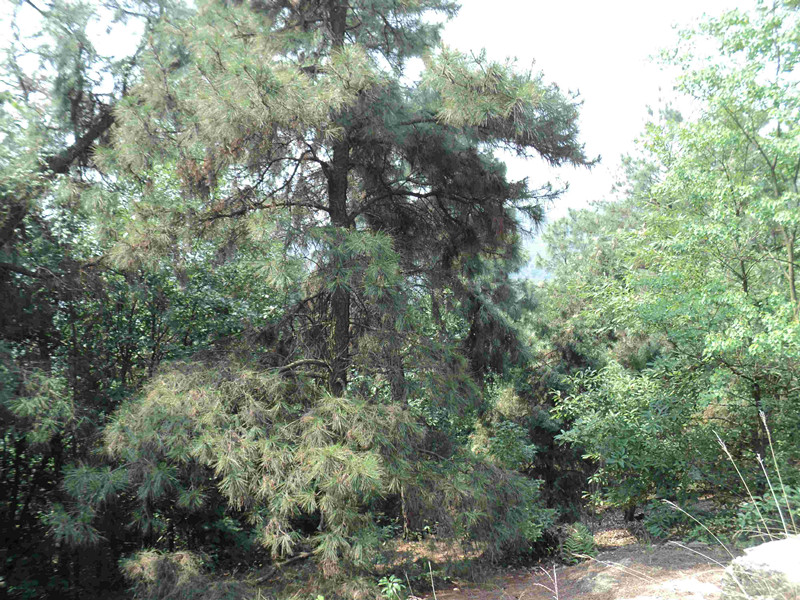 dsc04055_.jpg