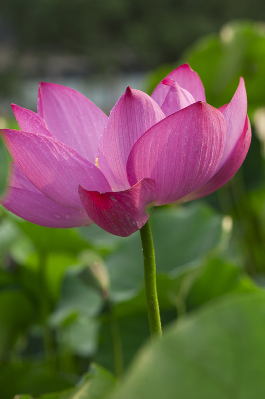 dsc_6887a.jpg