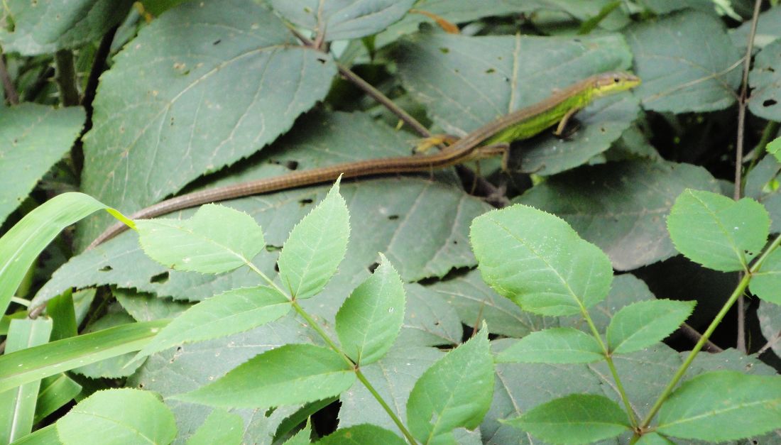 neo_img_dsc03086.jpg