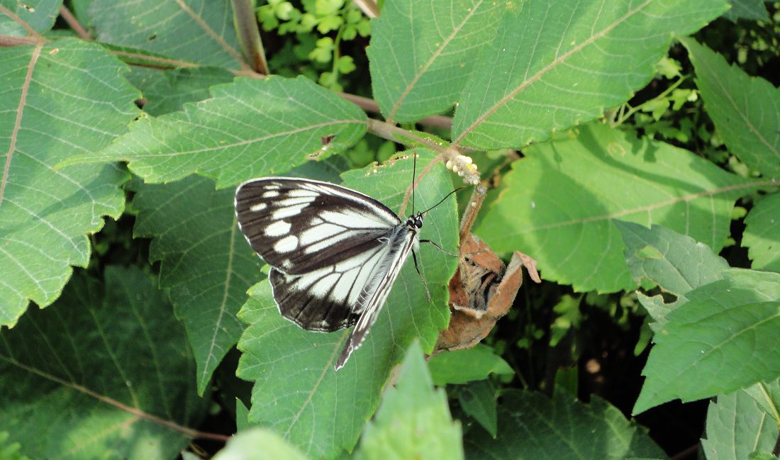 neo_img_dsc03095.jpg