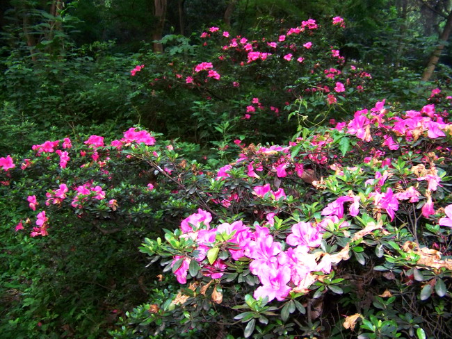 100_4300.jpg