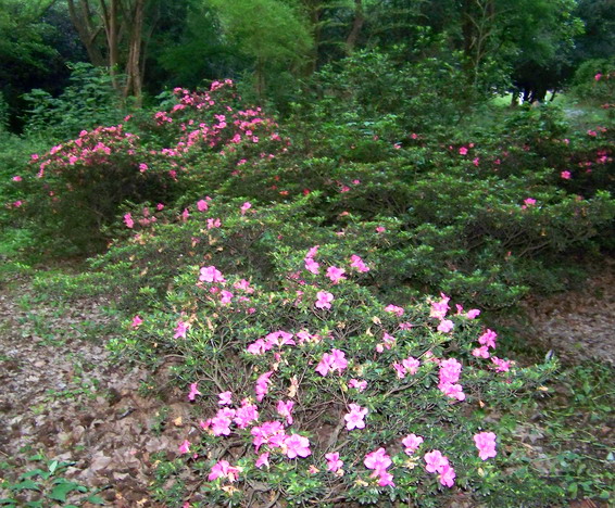 100_4299.jpg