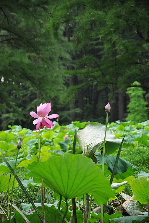 dsc_1454.jpg