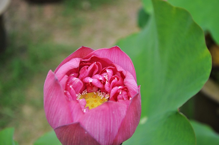 dsc_1460.jpg