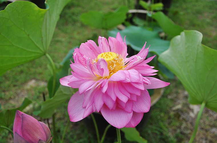 dsc_1463.jpg