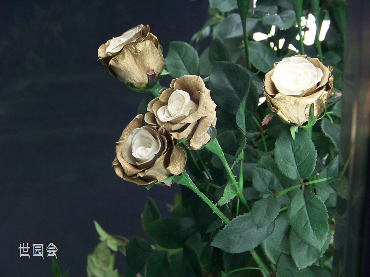 20110601c԰ᴴ (34)õ.jpg