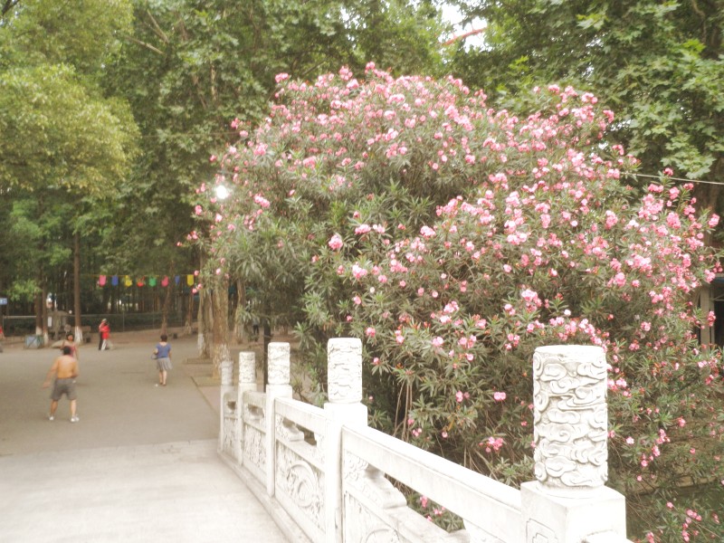 conew_p7140196.jpg