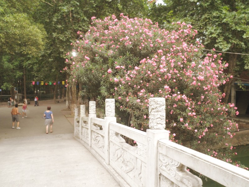 conew_p7140195.jpg