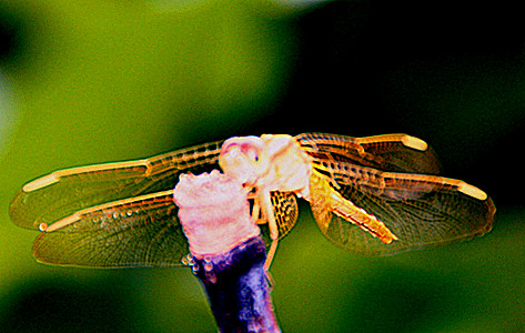 img_0061_.jpg