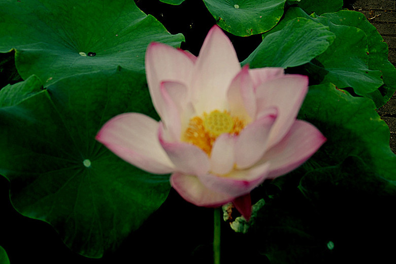 dsc_0015__.jpg