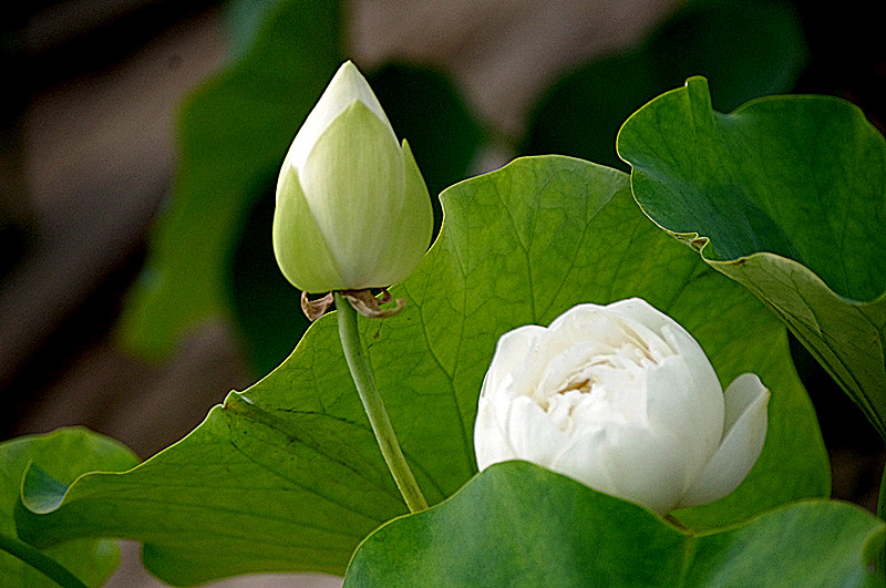 imgp0405_.jpg
