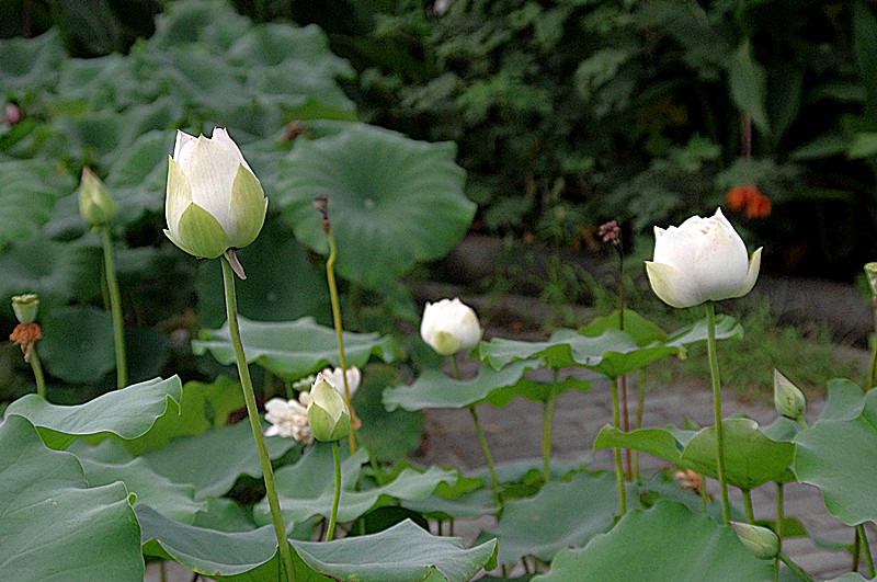 imgp0448_.jpg