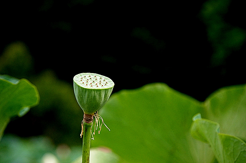 imgp0408_.jpg