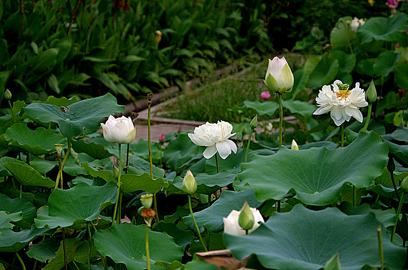 imgp0441_.jpg