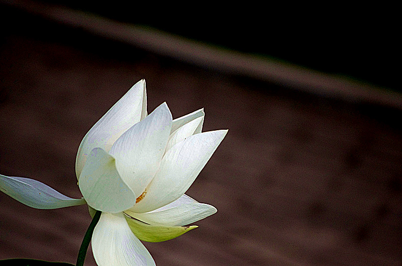 imgp0458_.jpg