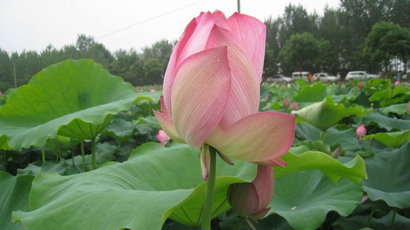 С 201171617 110.jpg
