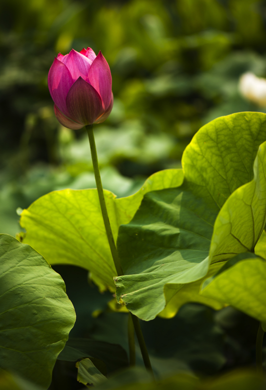 dsc_6943a.jpg