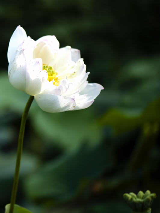 dsc_6944a.jpg
