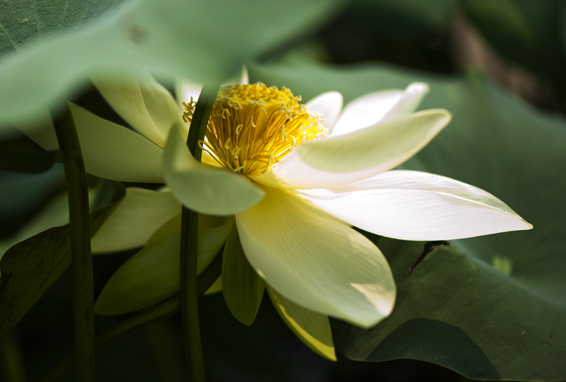 dsc_6955a.jpg