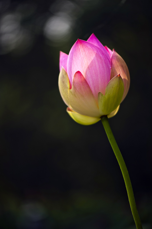dsc_6958a.jpg