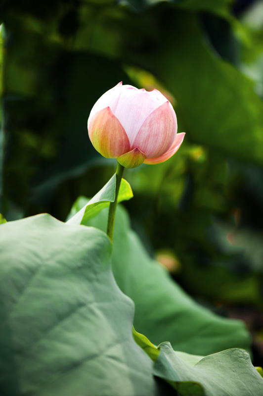 dsc_6933a.jpg