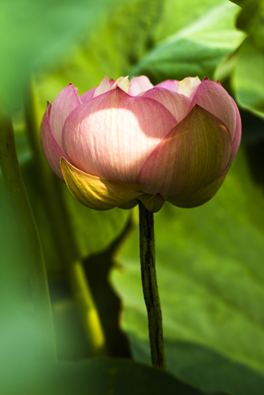 dsc_6936a.jpg