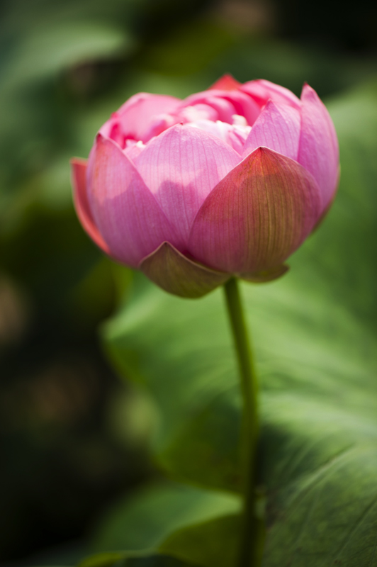dsc_6938a.jpg